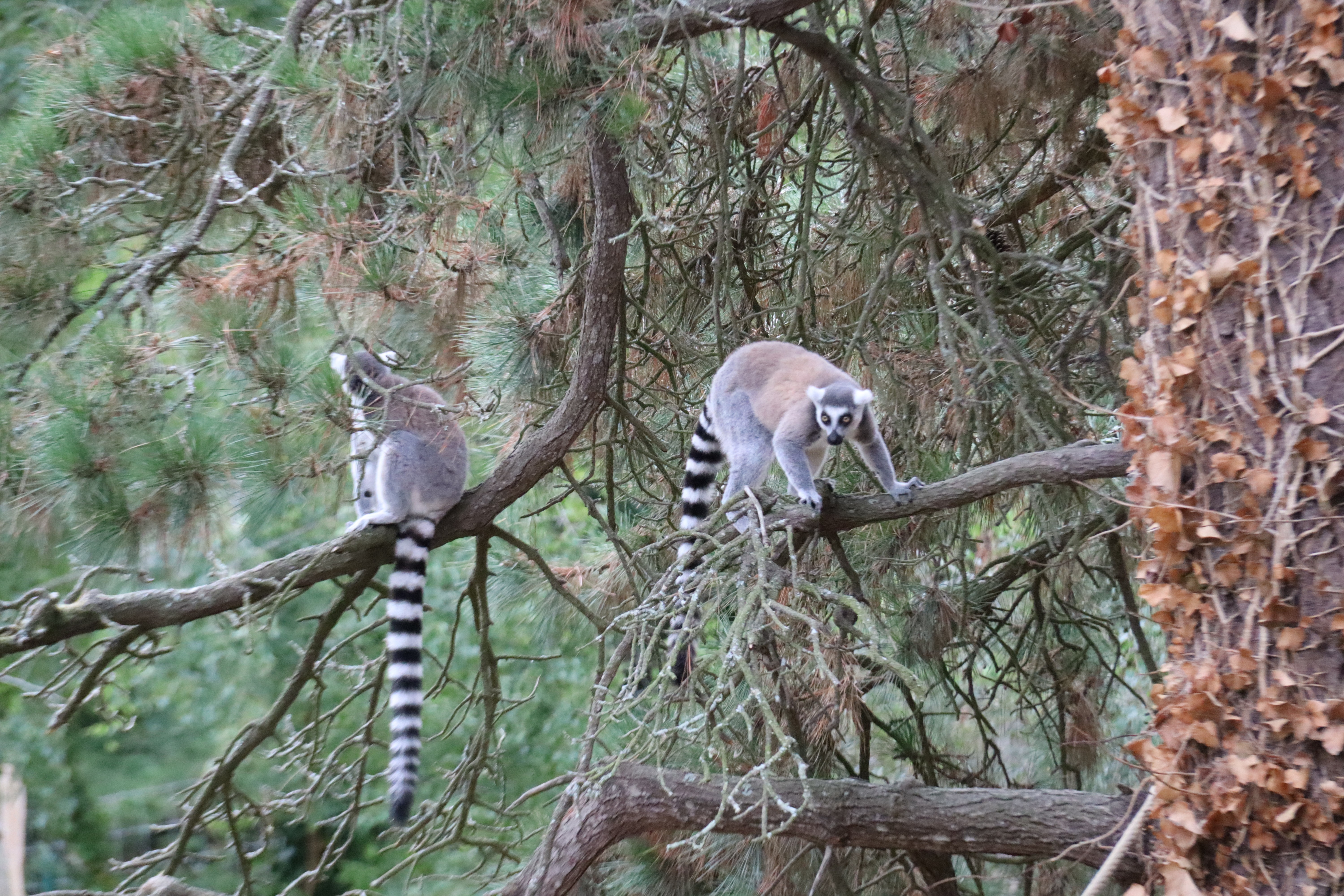 2025 INTERCLUB BERRIC