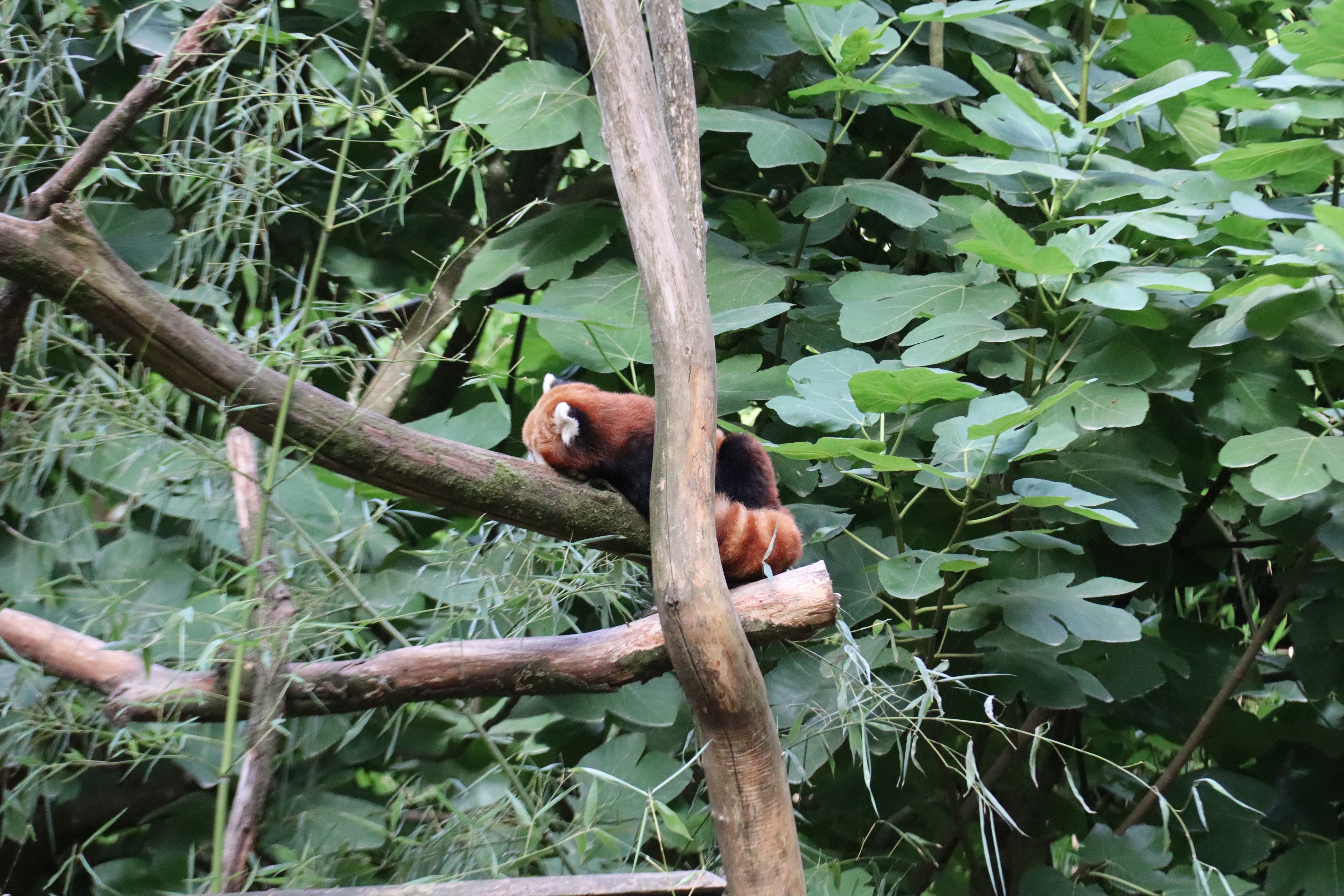 2025 INTERCLUB BERRIC